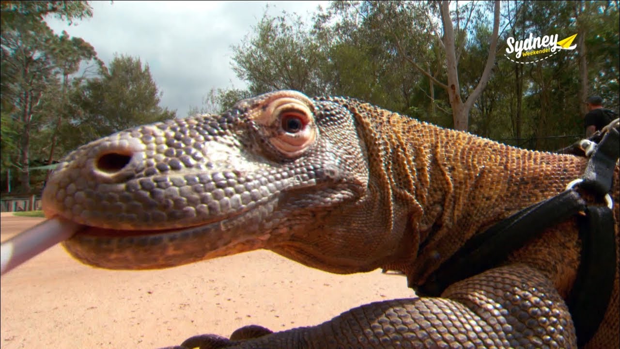 Australian Reptile Park Sydney Weekender