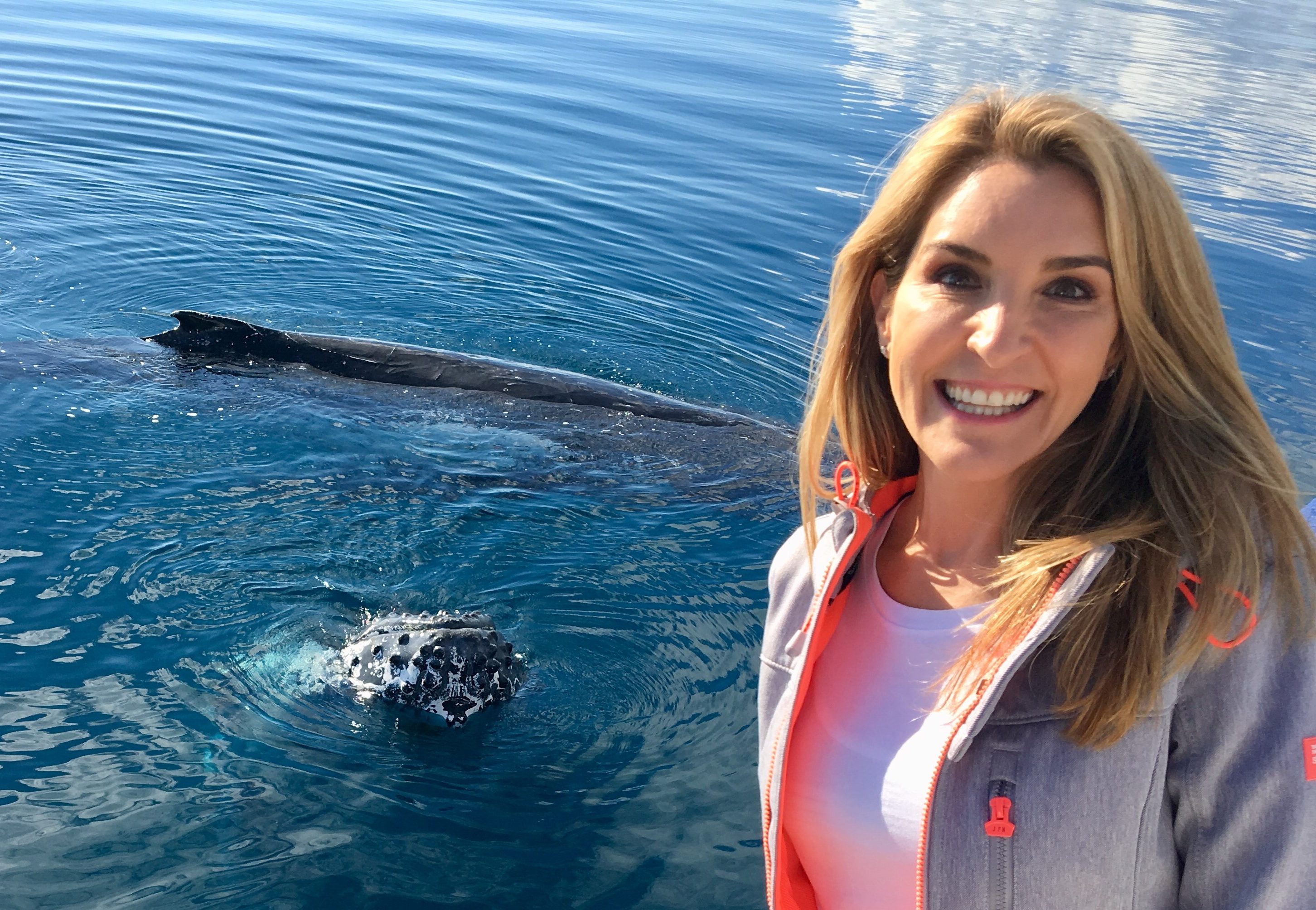 Swimming With Whales In Hervey Bay Sydney Weekender