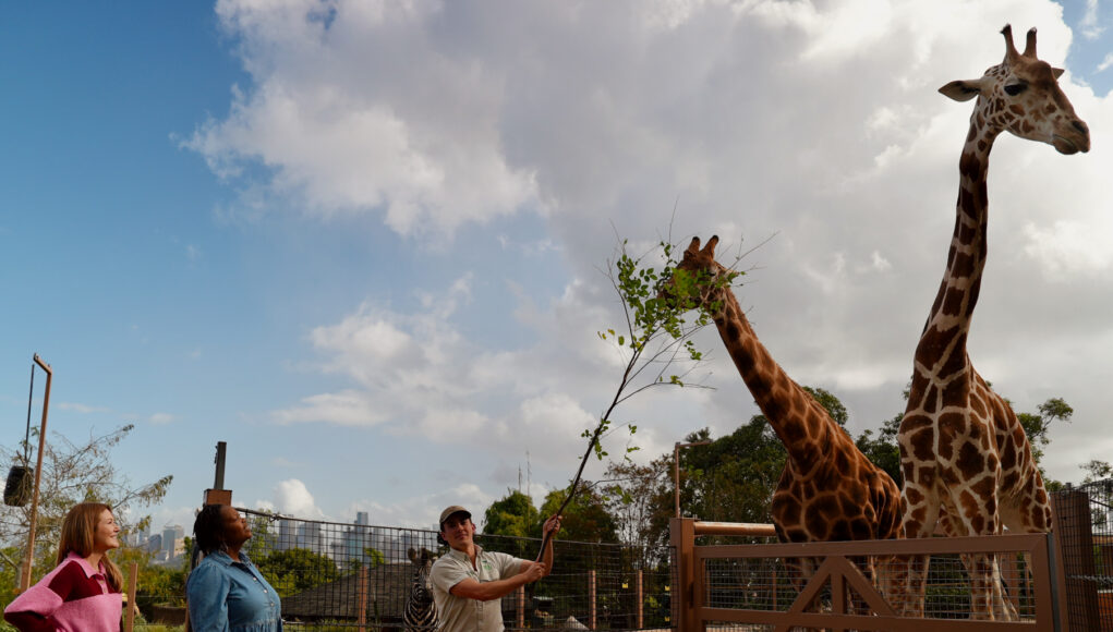 LK_TARONGA_WEBSTE IMAGE